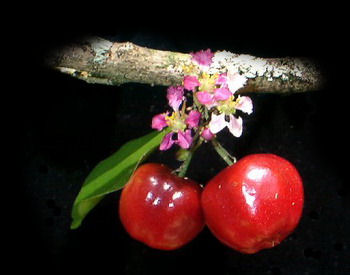 Acerola gyümölcs